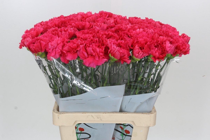 <h4>Dianthus St Bizet</h4>