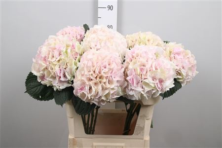 <h4>Hydr Cl M My Pinktou</h4>