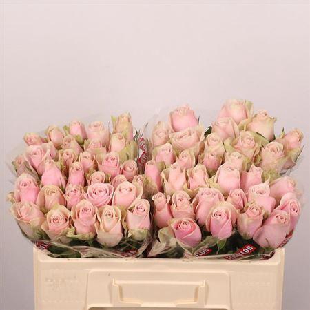 <h4>R Gr Pink Athena</h4>