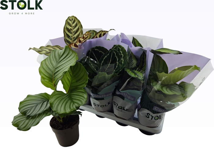 <h4>CALAT GEM 4 SRT</h4>