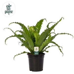 Asplenium Osaka - Air So Pure