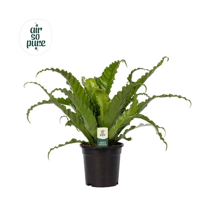 <h4>Asplenium Osaka - Air So Pure</h4>