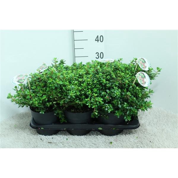 <h4>Escallonia 'Red Dream' P17 potgekweekt</h4>