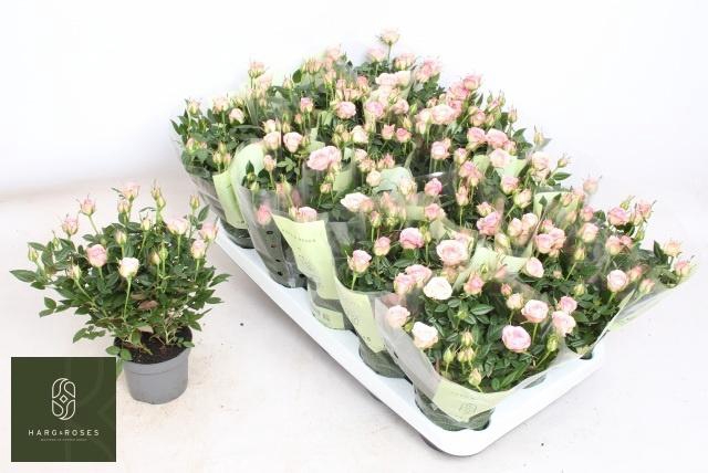 <h4>RO CAROUSEL KORD</h4>