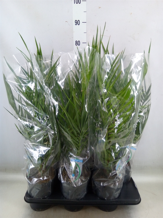 <h4>Phoenix canariensis</h4>