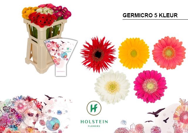 <h4>GE NA GERMICRO GEM</h4>