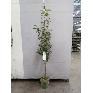 Fruit trees and shrubs   ...