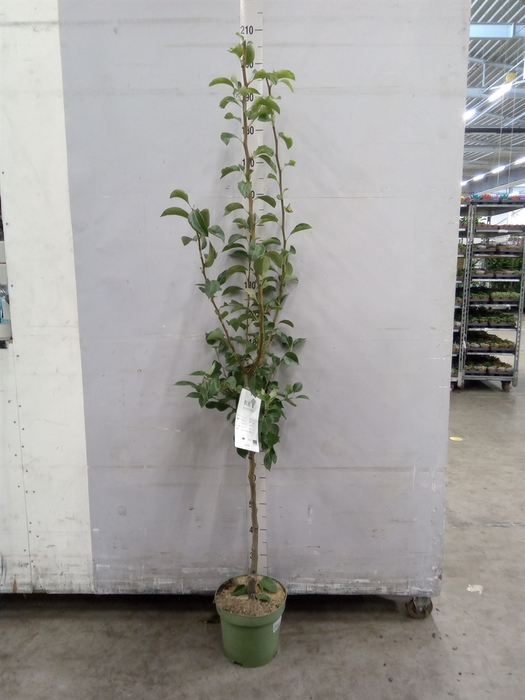 <h4>Fruit trees and shrubs   ...</h4>