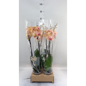 Phalaenopsis   ...