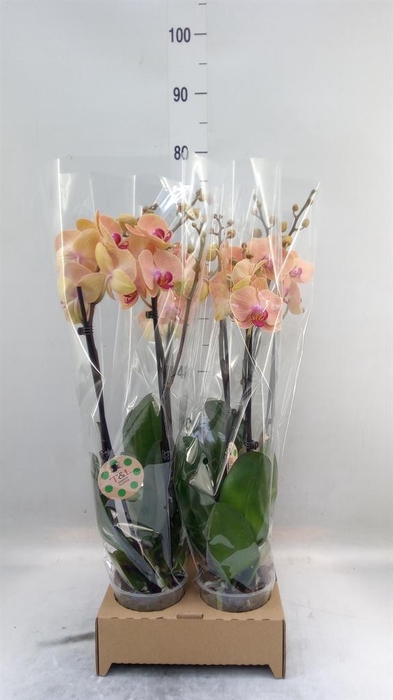 <h4>Phalaenopsis   ...</h4>