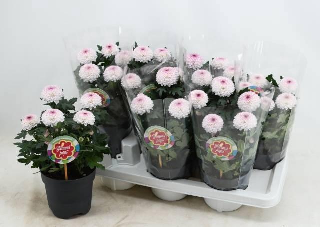 <h4>CHRYS FP ABBEY</h4>