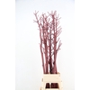 DF Ferule Kapstok Metallic Brown
