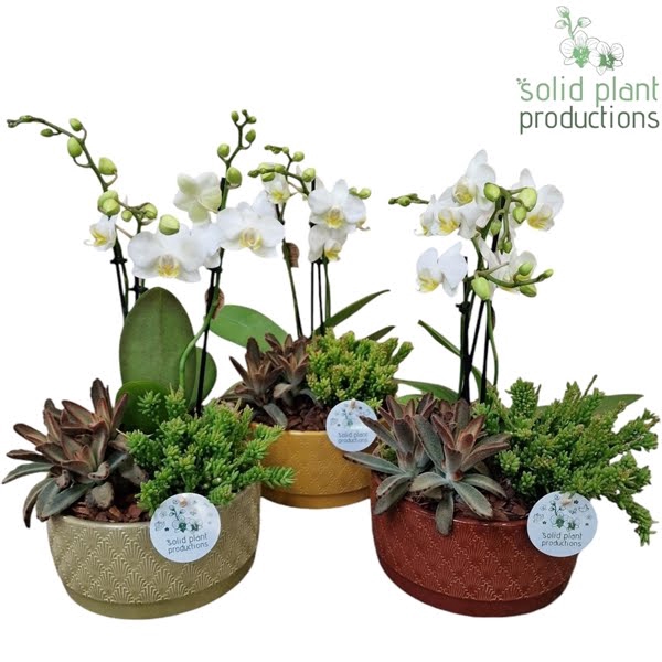 <h4>JT011 Sarah Phalaenopsis</h4>