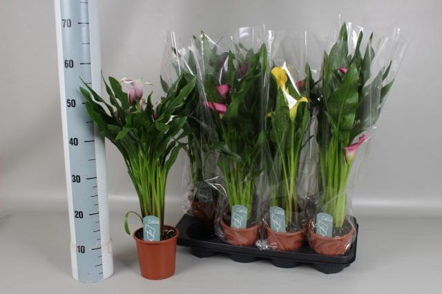 <h4>ZANT GEM 4 KL</h4>