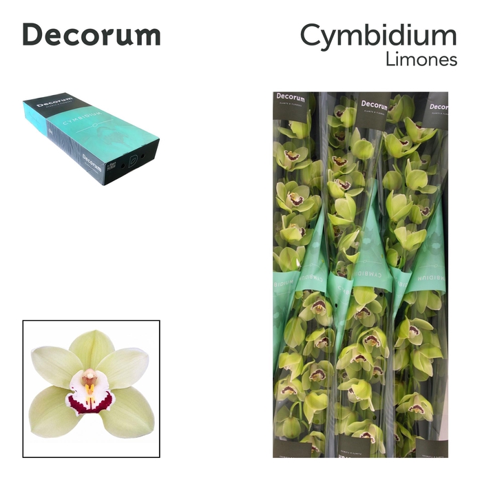 <h4>CYMB T LIMONES Decorum 80cm</h4>