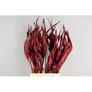 DF Strelitzia Leaf Bordeaux