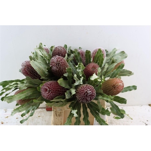Banksia Menziesii