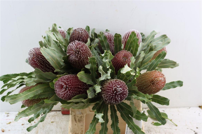 <h4>Banksia Menziesii</h4>