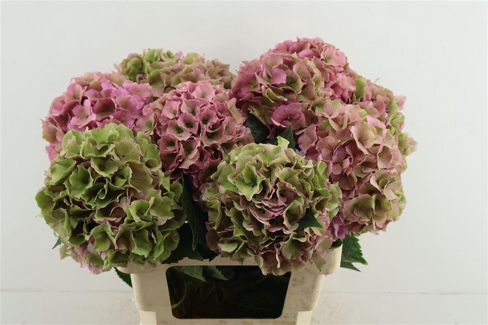 <h4>Hydr M. Cl. Royal Palace 60-15</h4>