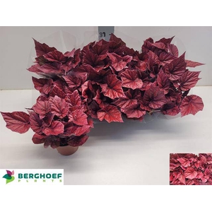 BEG BEL INCA FLAME