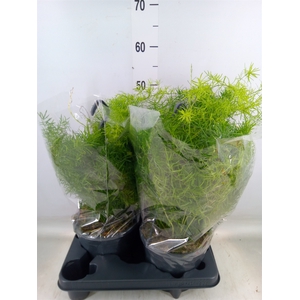Asparagus dens. 'Sprengeri'