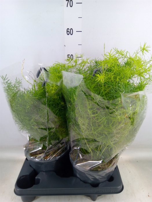 <h4>Asparagus dens. 'Sprengeri'</h4>