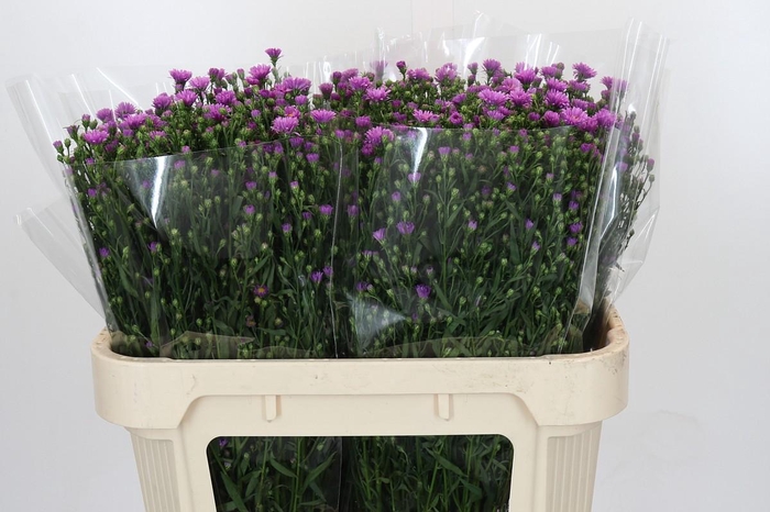 <h4>Aster Casarosa</h4>