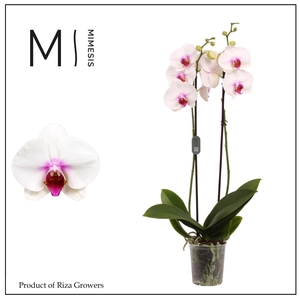 Phalaenopsis Scarlion 2 spike – 12cm | Mimesis