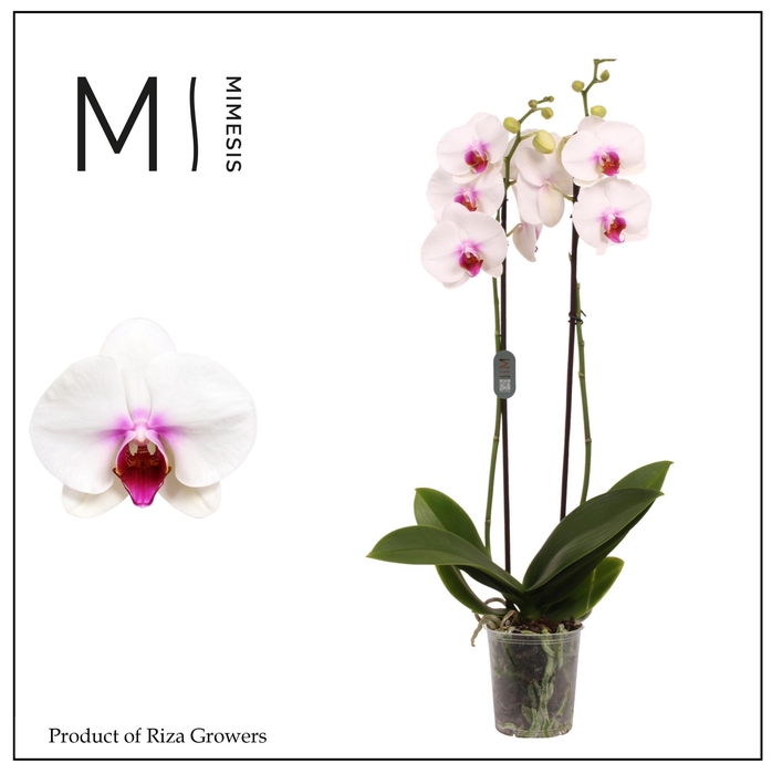 <h4>Phalaenopsis Scarlion 2 spike – 12cm | Mimesis</h4>
