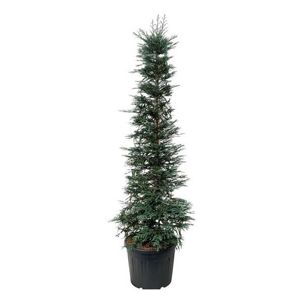 <h4>Sequoia sempervirens 'Xeno'</h4>