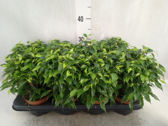 <h4>Ficus benja. 'Green Kinky'</h4>