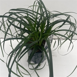 Carex 'Ribbon Falls'