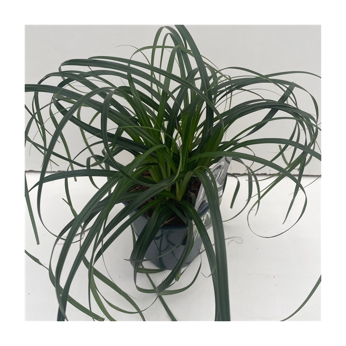 <h4>Carex 'Ribbon Falls'</h4>