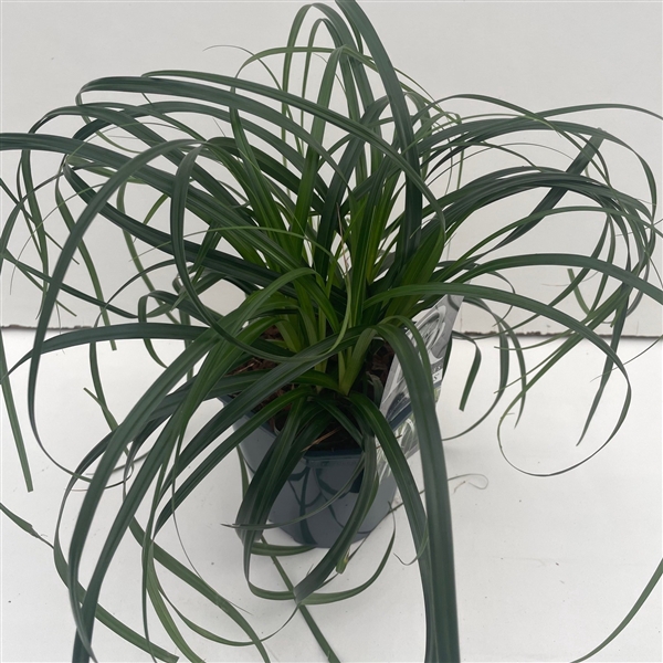 <h4>Carex 'Ribbon Falls'</h4>