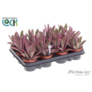 Kalanchoe Tomentosa Make Upz Roze