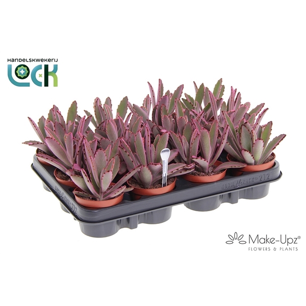 <h4>Kalanchoe Tomentosa Make Upz Roze</h4>