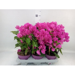 Bougainvillea  'Vera Dp Purple Imp'