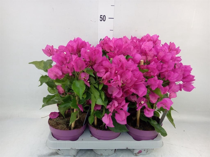<h4>Bougainvillea  'Vera Dp Purple Imp'</h4>