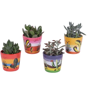 Succulenten mix Ø8,5cm in Ceramic Pot Mexico Ø10cm