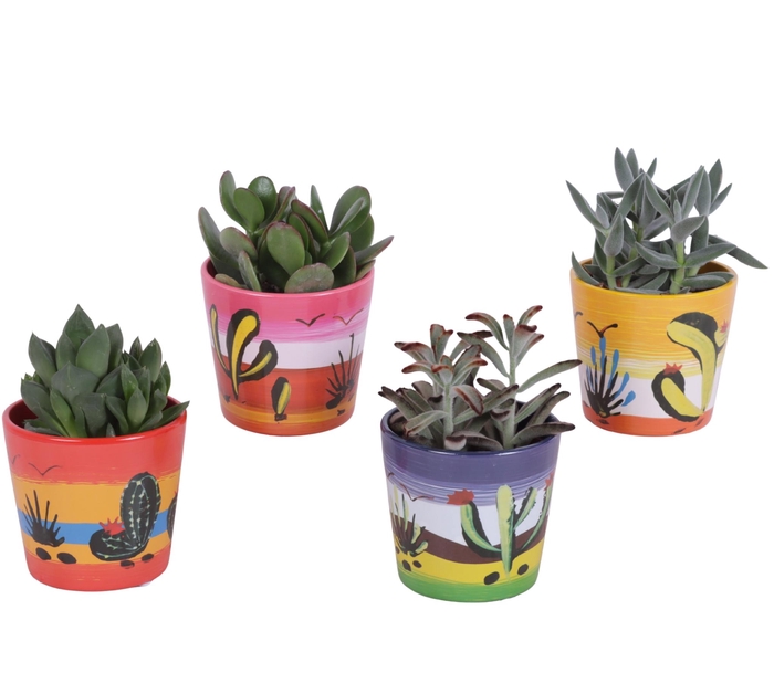 <h4>Succulenten mix Ø8,5cm in Ceramic Pot Mexico Ø10cm</h4>