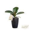 FICUS ELASTICA P7 SOFIA CLASSIC BLACK