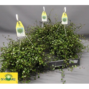 Muehlenbeckia complexa Maori 22Ø 50cm