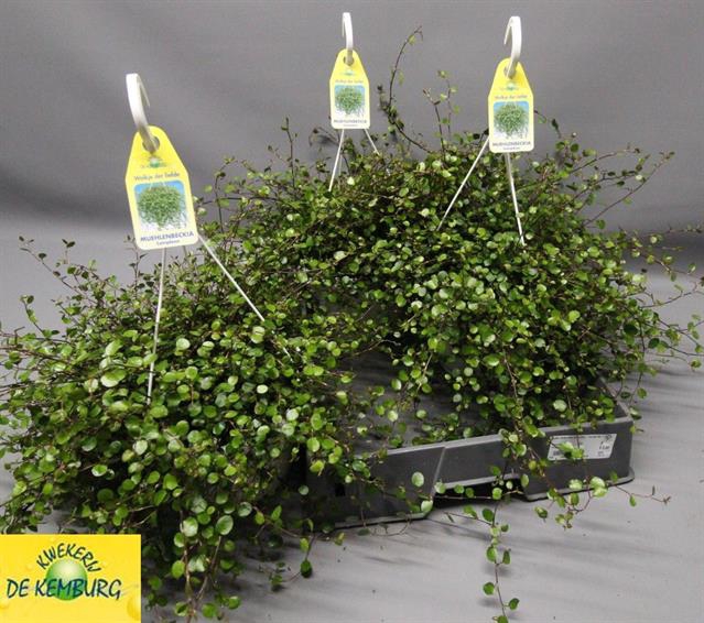 Muehlenbeckia complexa Maori 22Ø 50cm