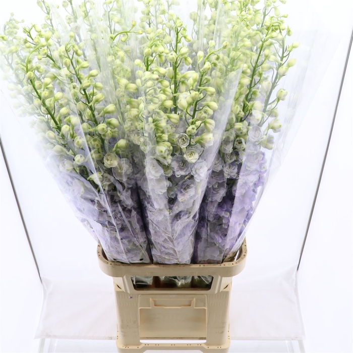 <h4>Delphinium Lavender Love</h4>