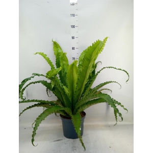 Asplenium antiquum 'Osaka'