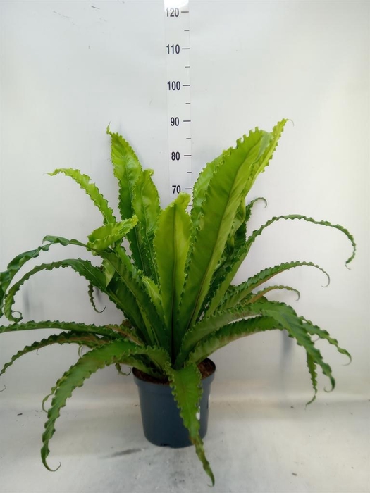 <h4>Asplenium antiquum 'Osaka'</h4>