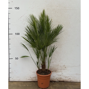 CHAM HUMILIS