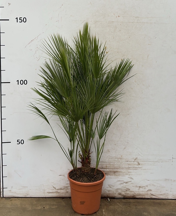 <h4>CHAM HUMILIS</h4>