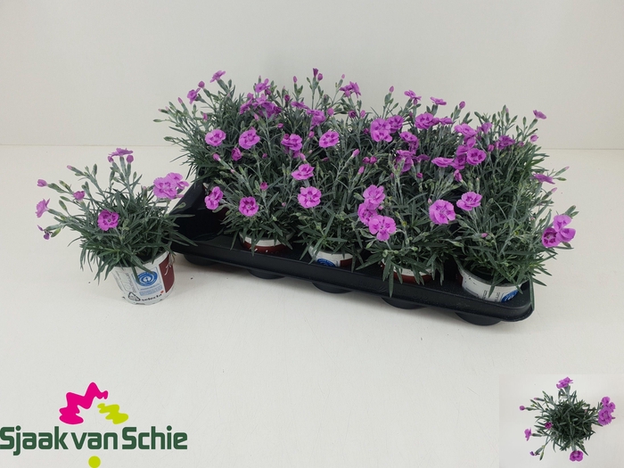 <h4>DIAN AZTEC STAR</h4>