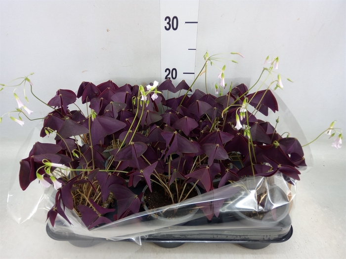 <h4>Oxalis   ...</h4>